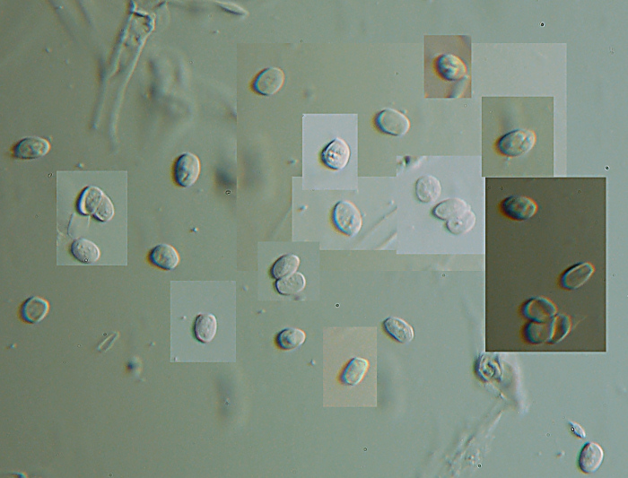Arancione e strano (Leucogyrophana mollusca)